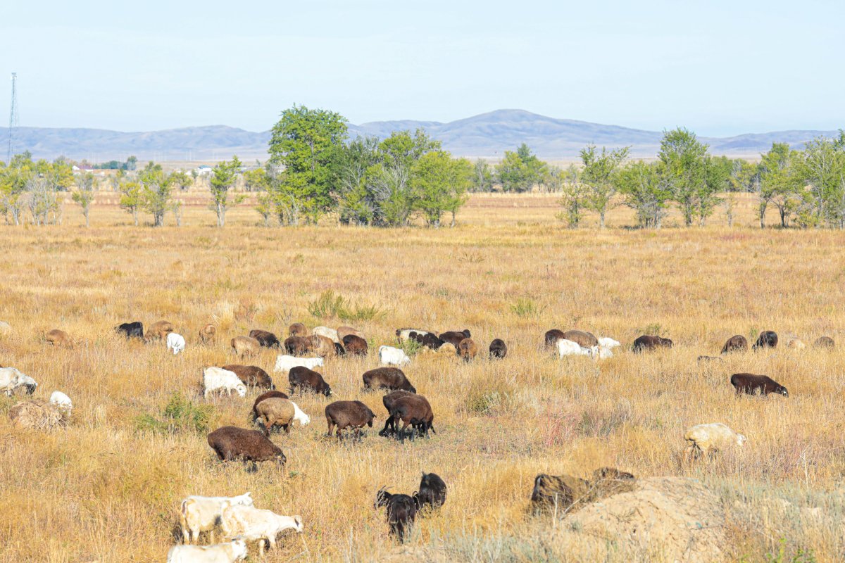 Комиссия «Жер аманаты» проверит на правомерность действия акиматов при предоставлении земельных участков