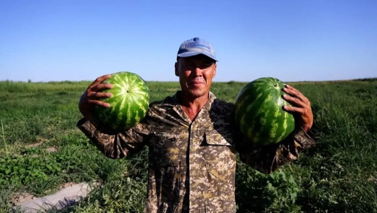 «Биыл су мол, адамдар разы. 10-15 күннен соң қайта өнім жинауды жоспарлап отырмыз», - шаруа