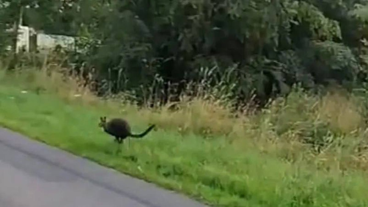 Дикого кенгуру ищут в Германии