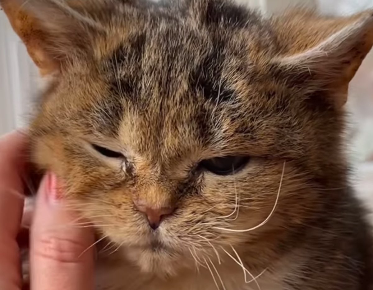 Звезда соцсетей - карликовый кот Фрэнсис умер в Германии