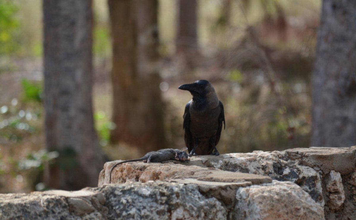 Три женщины умерли при загадочных обстоятельствах в собственной квартире