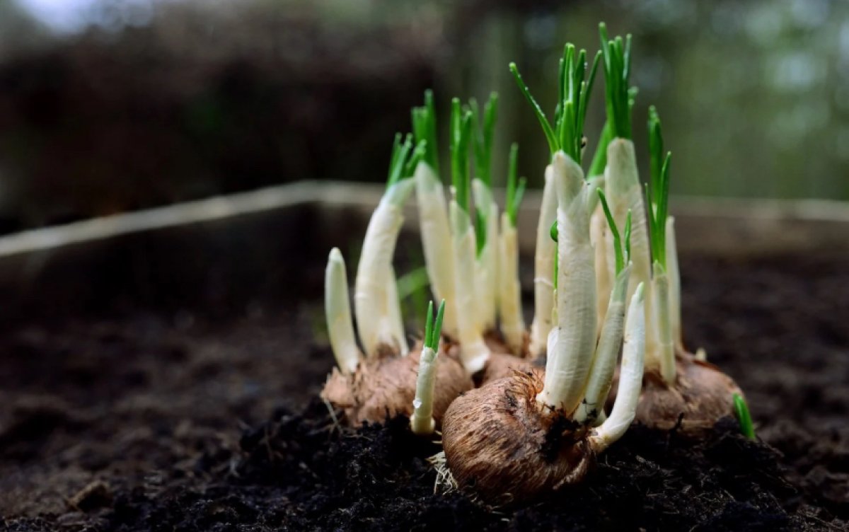 Современные технологии полива готов предоставить Иран Казахстану