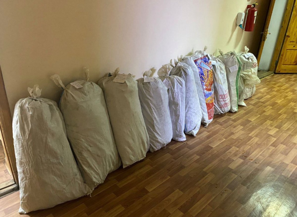 Почти 300 кустов конопли выращивал у себя во дворе туркестанец