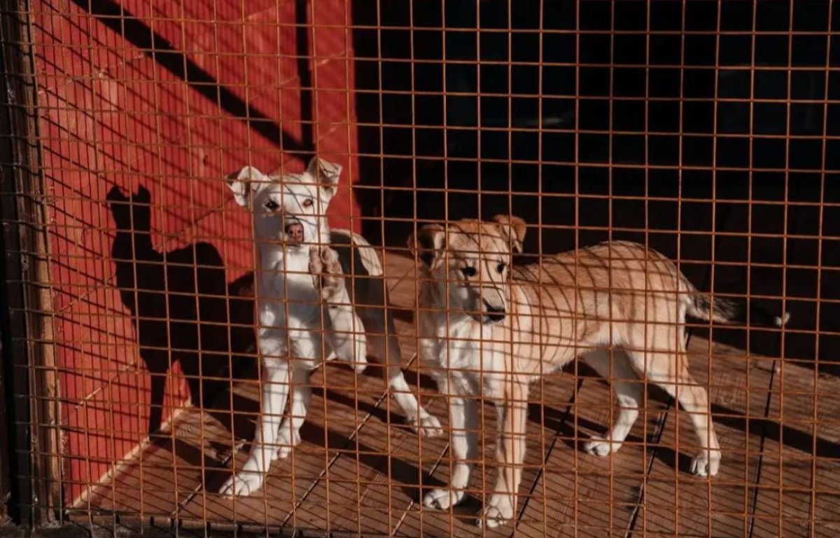 СҚО-да биыл ит-мысық иелеріне 5,3 млн теңге айыппұл салынған