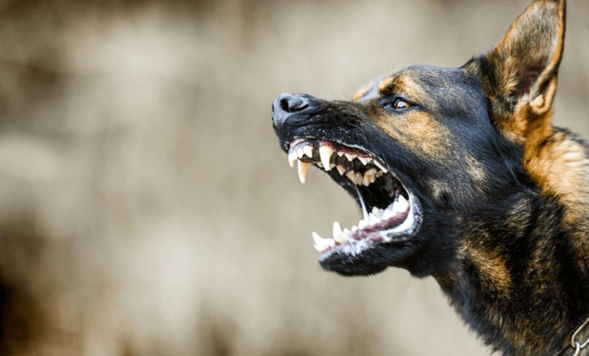 Қарағандыда бес жасар сәбиді ит талап тастады