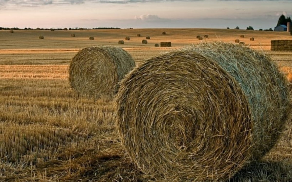 Ақтөбе облысында малдың улануы расталды