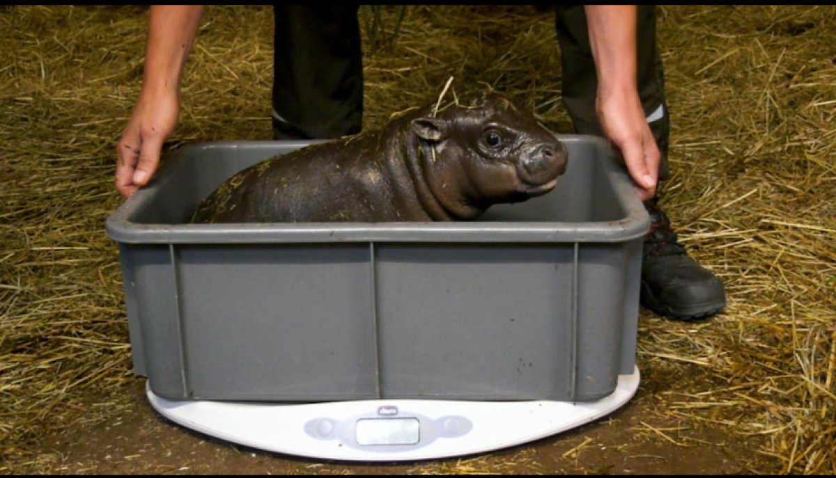 Купальщика бегемота ищут в зоопарке Берлина