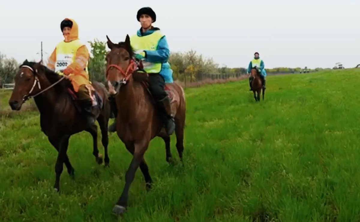 От Ботая до Астаны: «Ұлы дала жорығы» определит лучшую породу лошадей