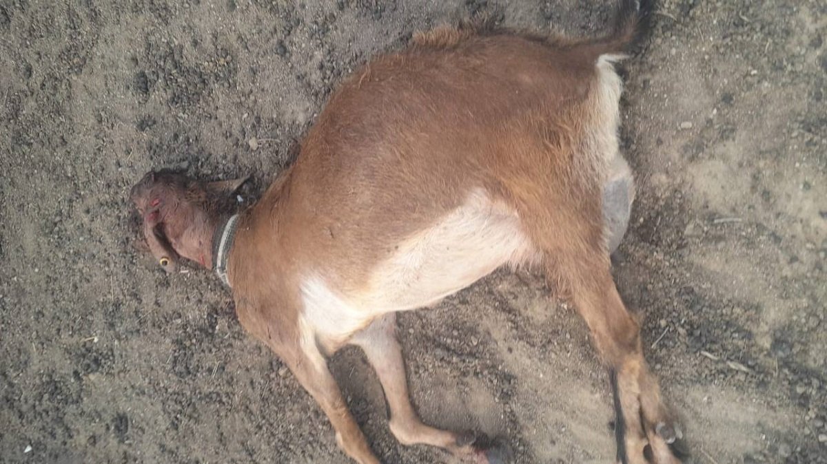 Маңғыстауда қаңғыбас иттер 40 бас ешкіні талап өлтірді