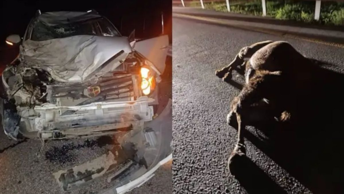 Қостанай облысында түйе жол апатына себеп болды