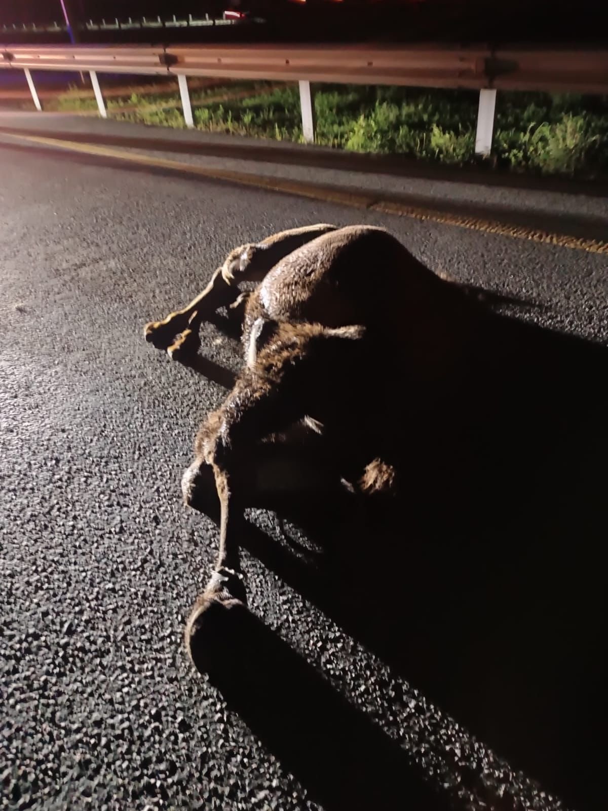 Костанайца наказали за аварию с верблюдами