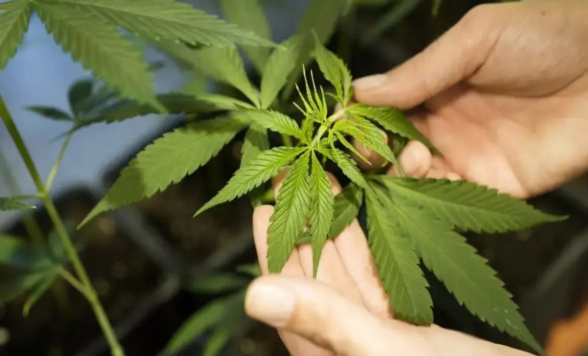 Лас сөйлесу секс видеолары