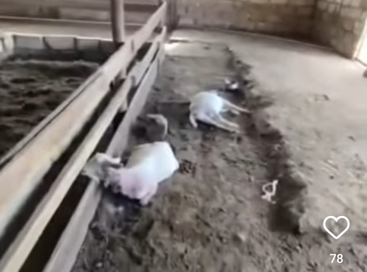 Мұнайлыда қаңғыбас иттер асыл тұқымды ешкілерді қырып кеткен