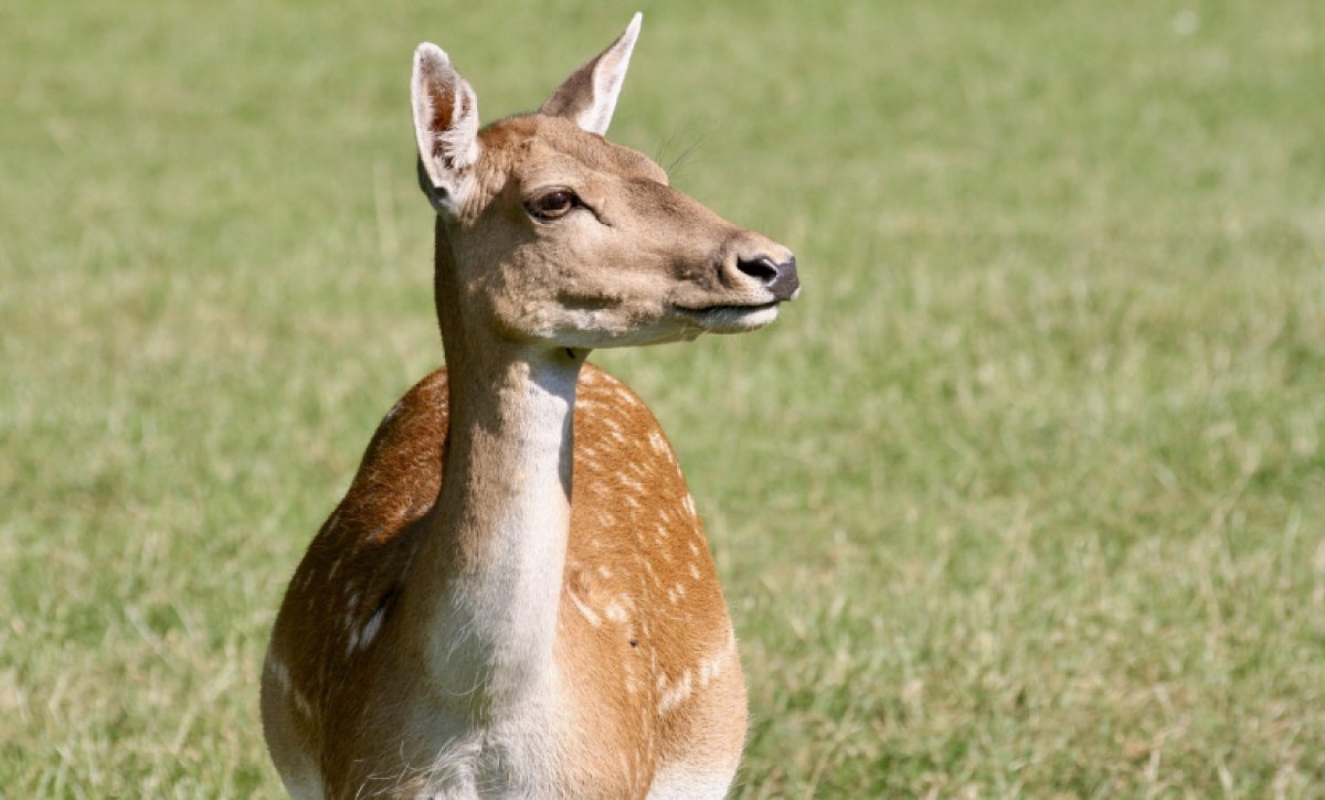 Мужчину осудили за продажу туш сайги