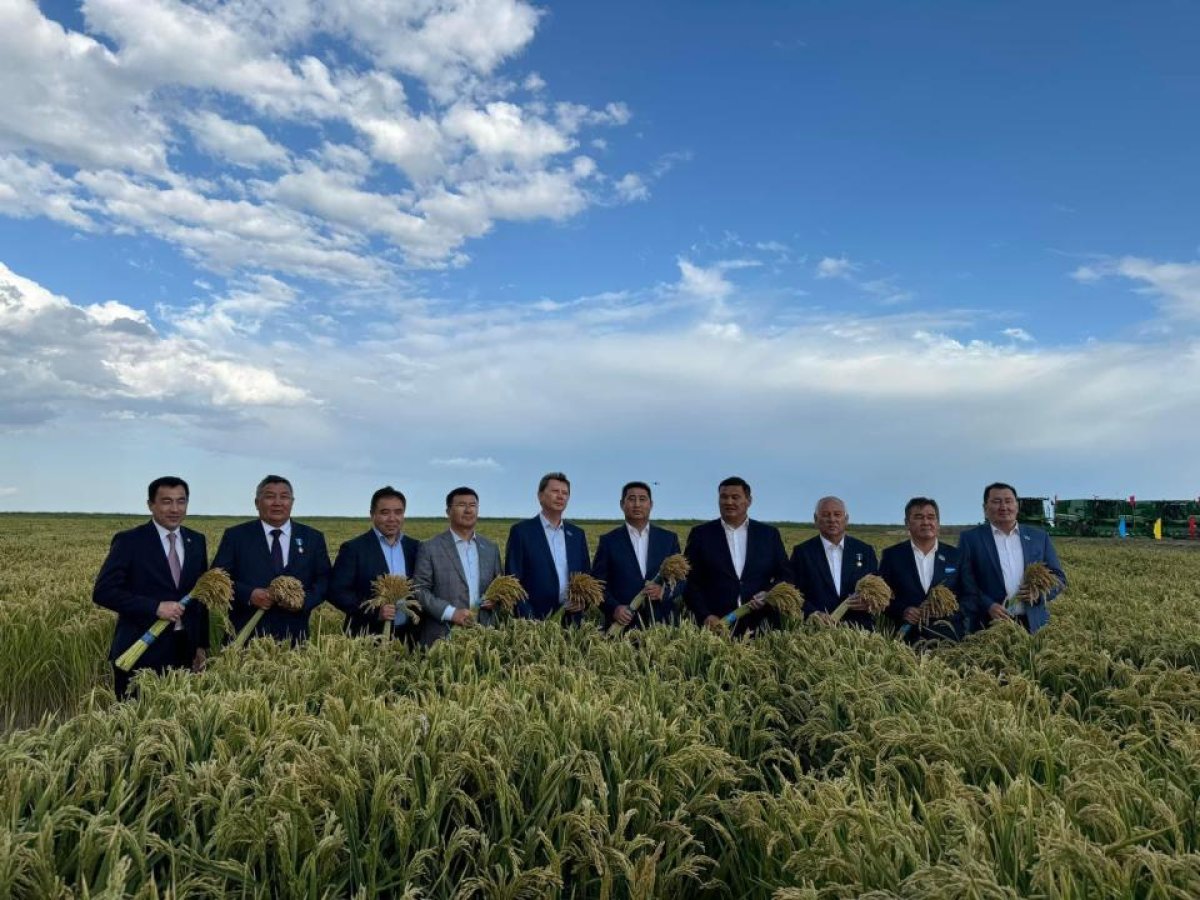 Уборку риса начали в Кызылординской области