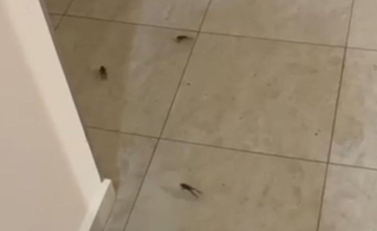 Астанадағы тұрғын үй кешендерінің бірін құрбақалар басып алды