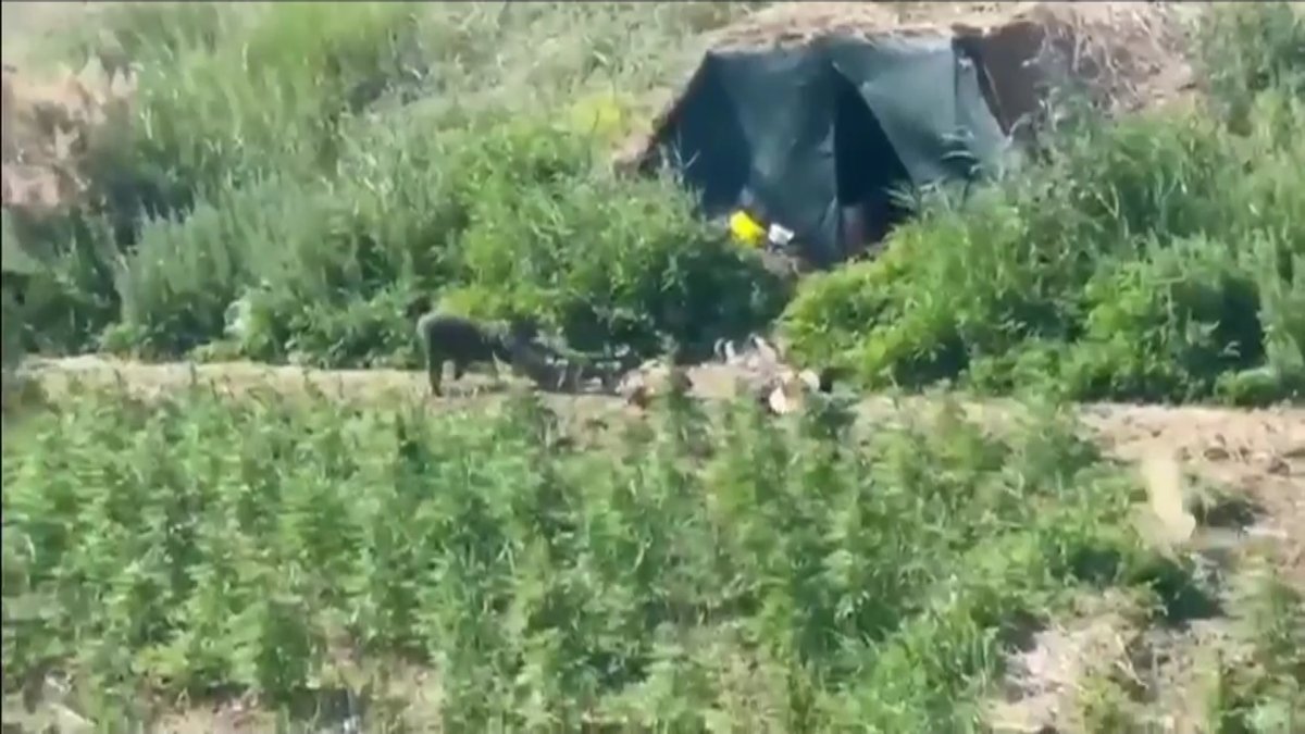 Более 230 тонн каннабиса ликвидировали казахстанские полицейские за 10 лет