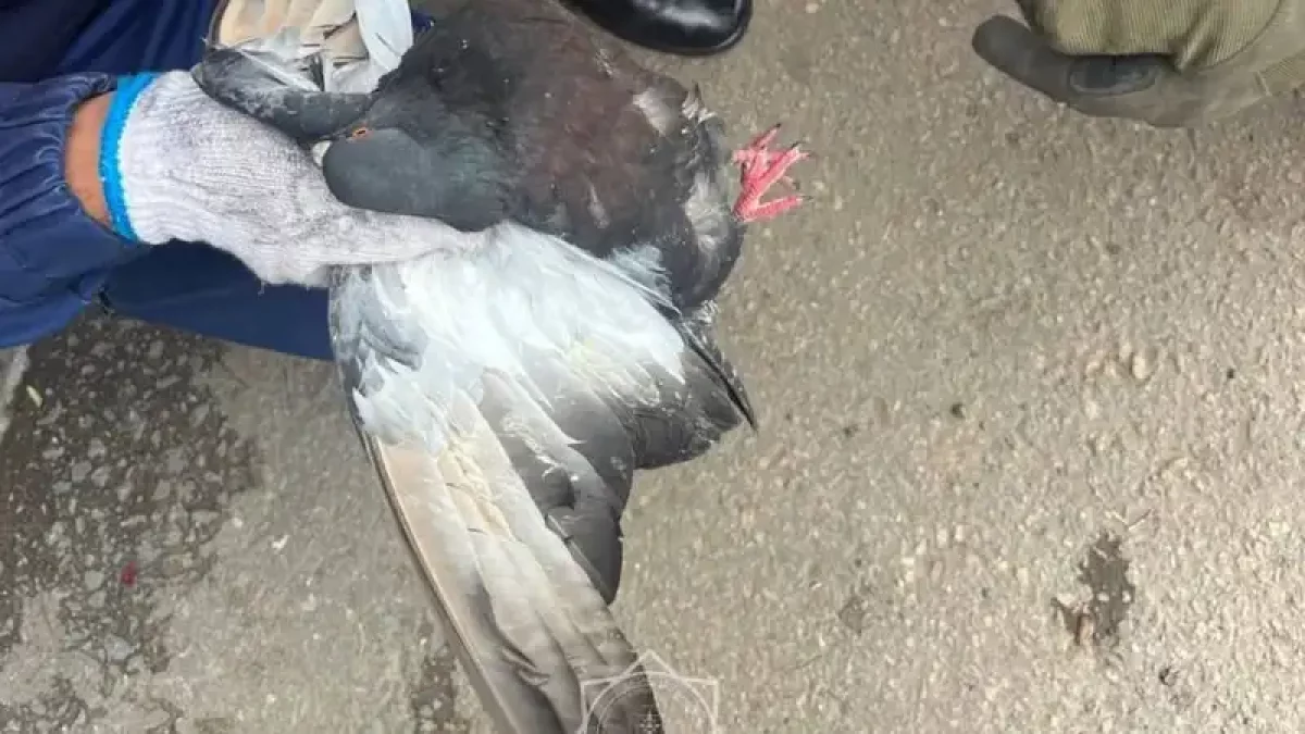 Голубя, застрявшего в ветках, спасли в Астане