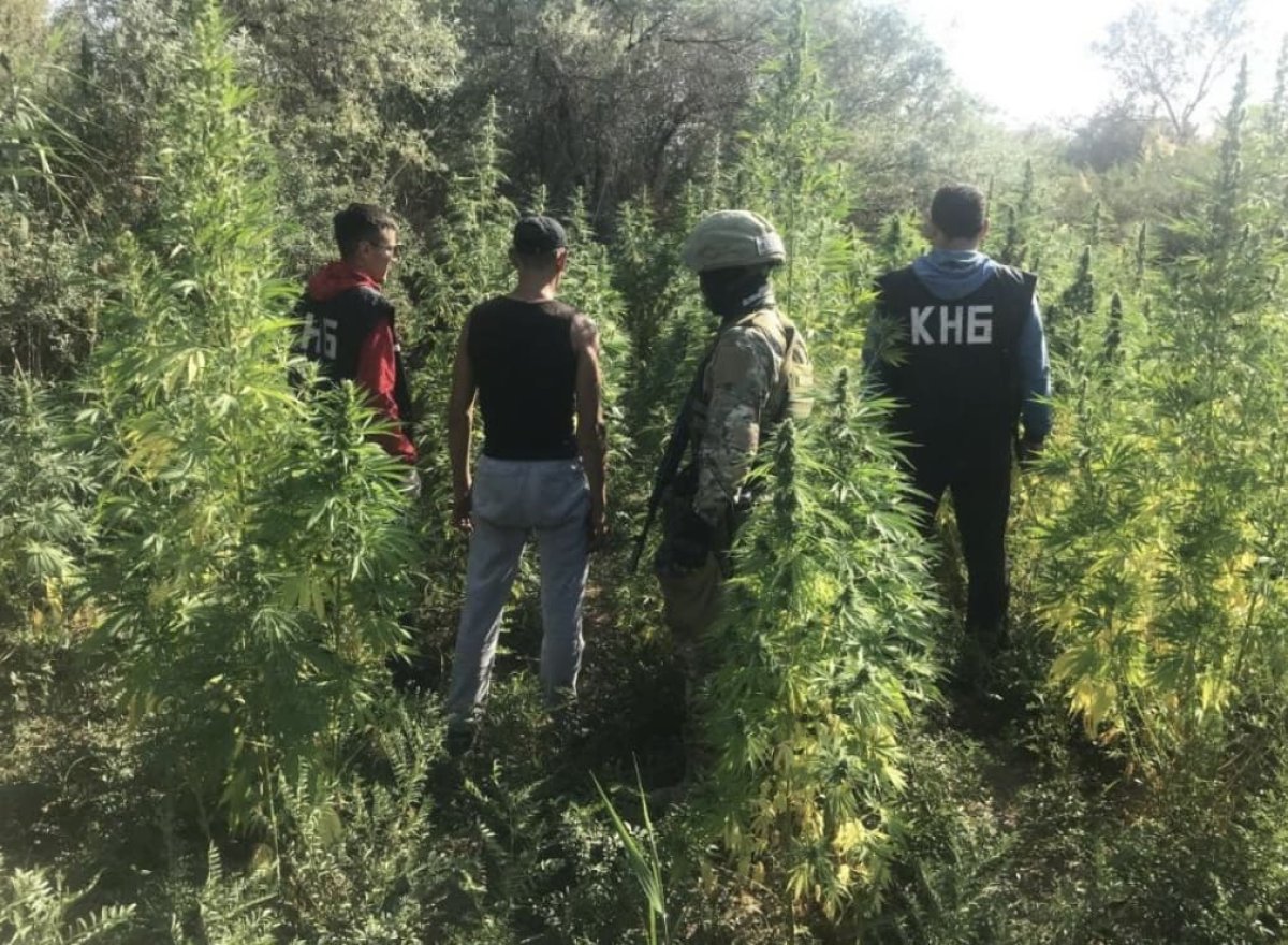 Полторы тонны конопли изъяли у кызылординской банды