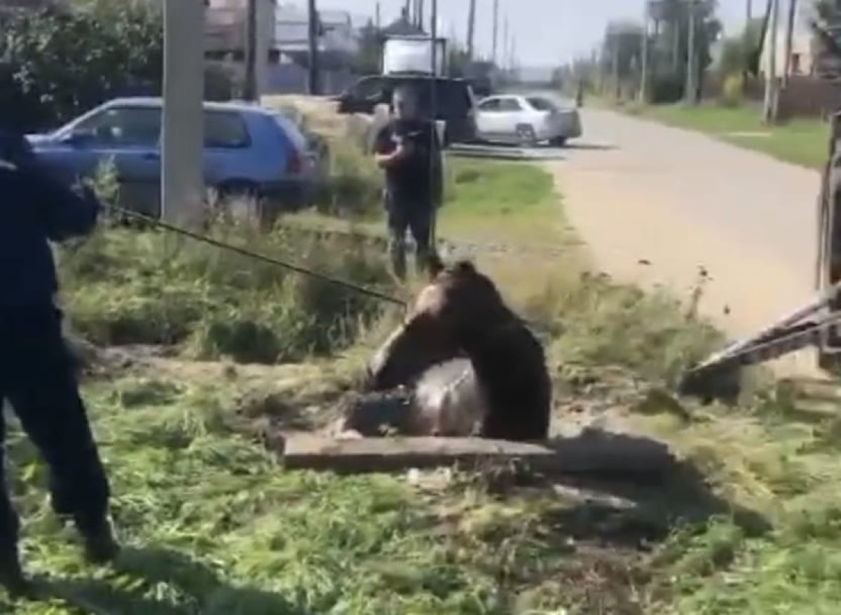 Спасение костанайского коня попало на видео