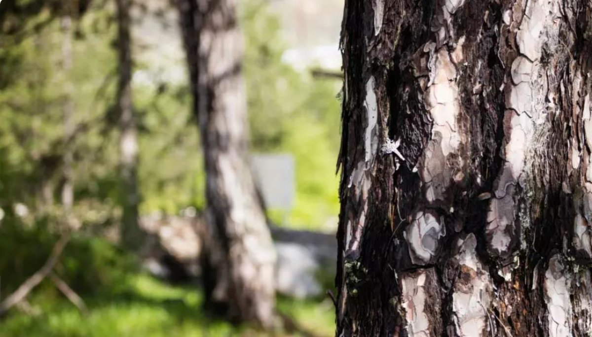 Орманда күйеуге шыққан әйелді сиқырлады