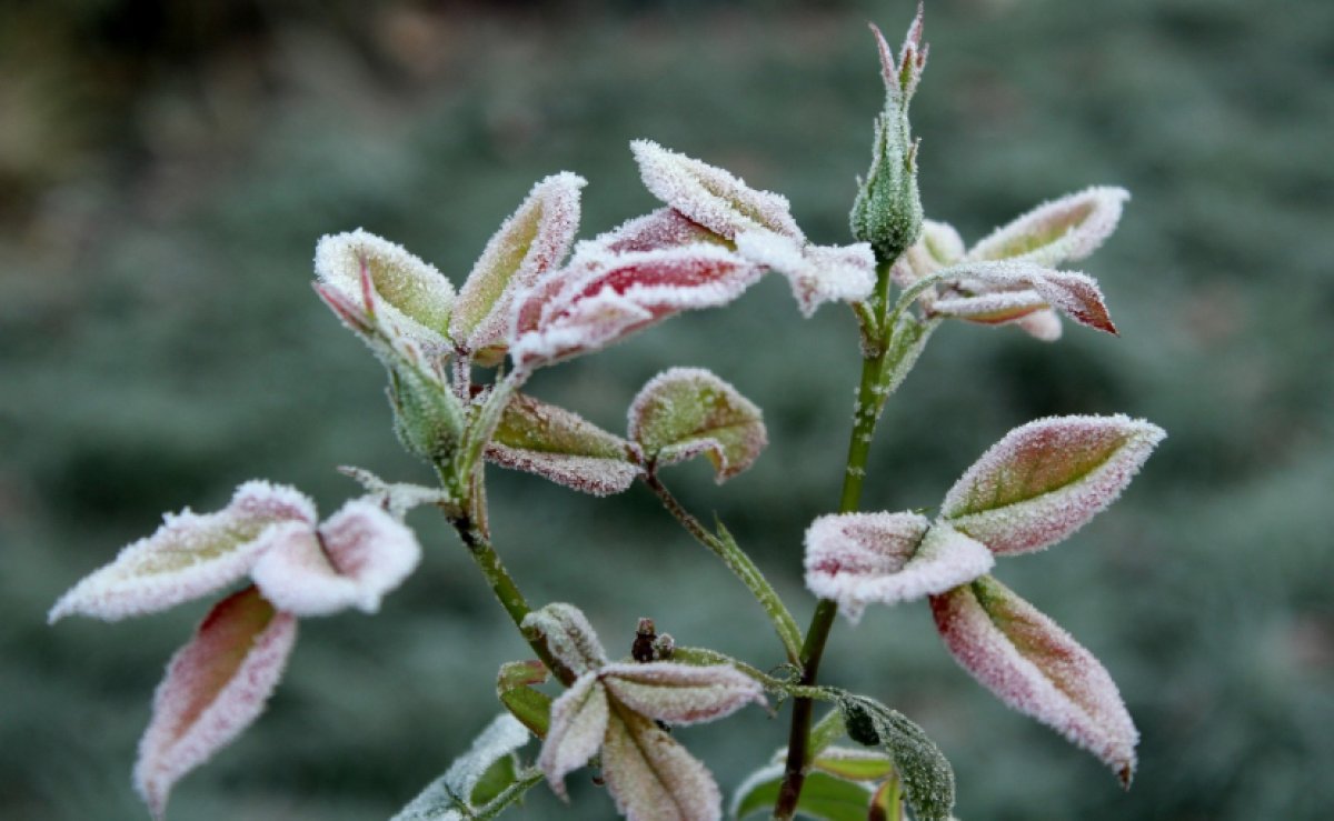 Заморозки ожидаются в двух областях Казахстана в первый день осени