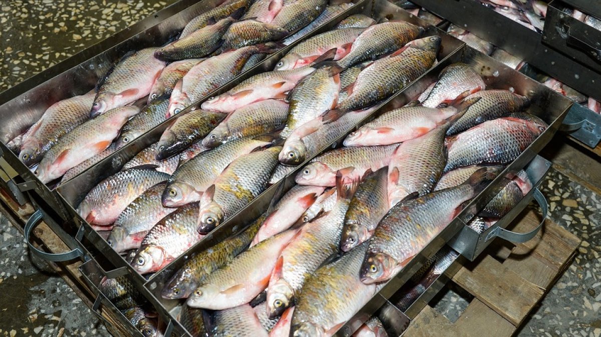 Құны 200 млн теңгеден асатын 60 тоннадан астам балық өнімі Қазақстаннан заңсыз экспортталған