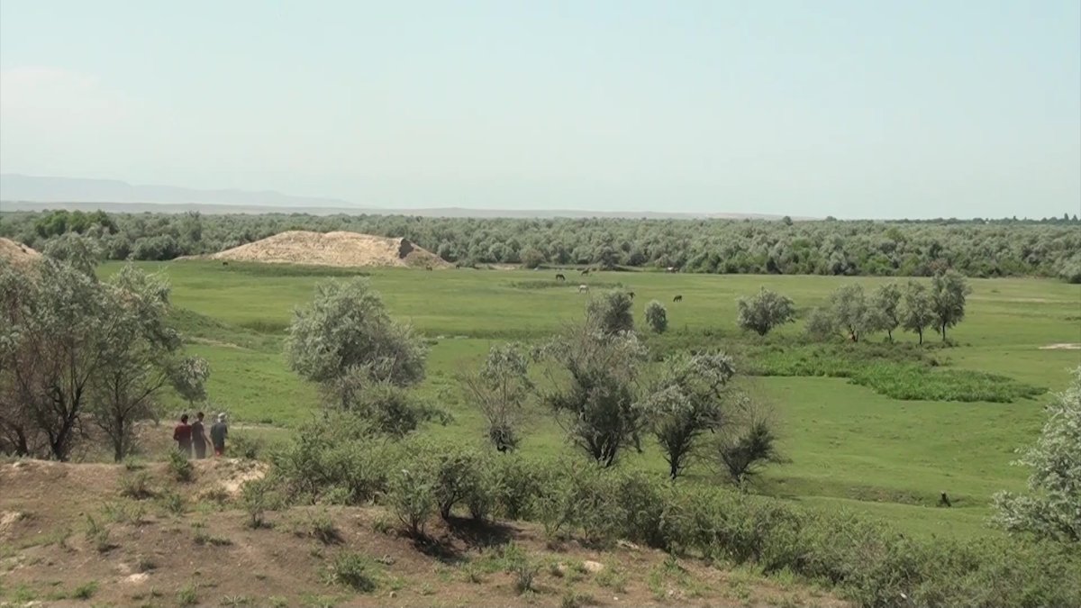 Свыше 45 тыс. га пастбищных угодий в Жамбылской области не используются