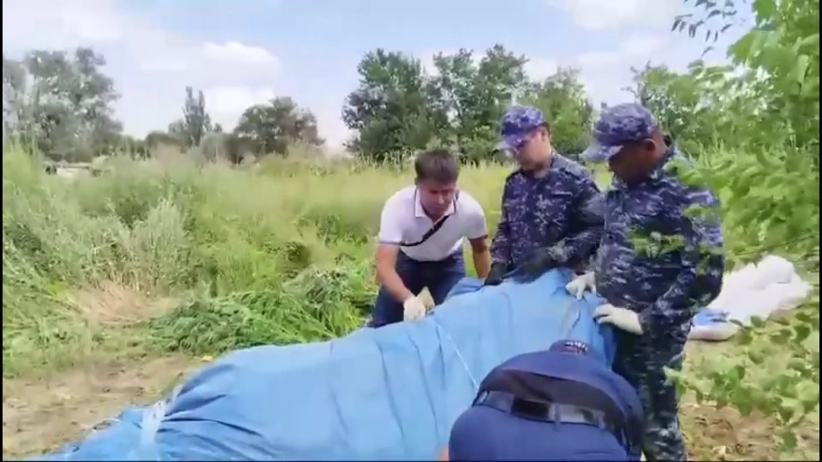 Қызылордада 267 түп сора өсімдігін еккен күдікті ұсталды