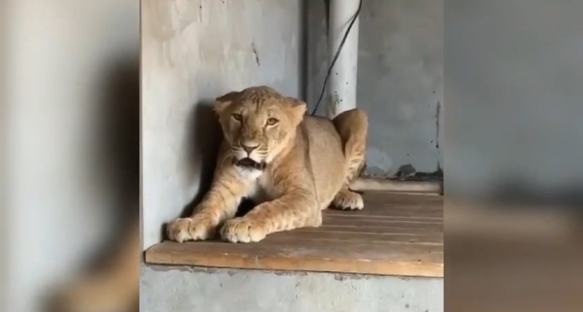 Льва, сокола, беркутов, сов и кекликов держал у себя дома житель Туркестанской области