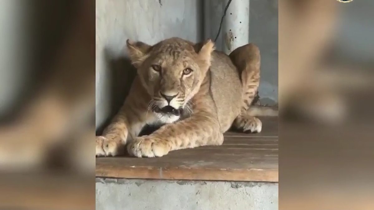 Түркістан облысы тұрғынының үйінен арыстан мен жабайы құстар тәркіленді