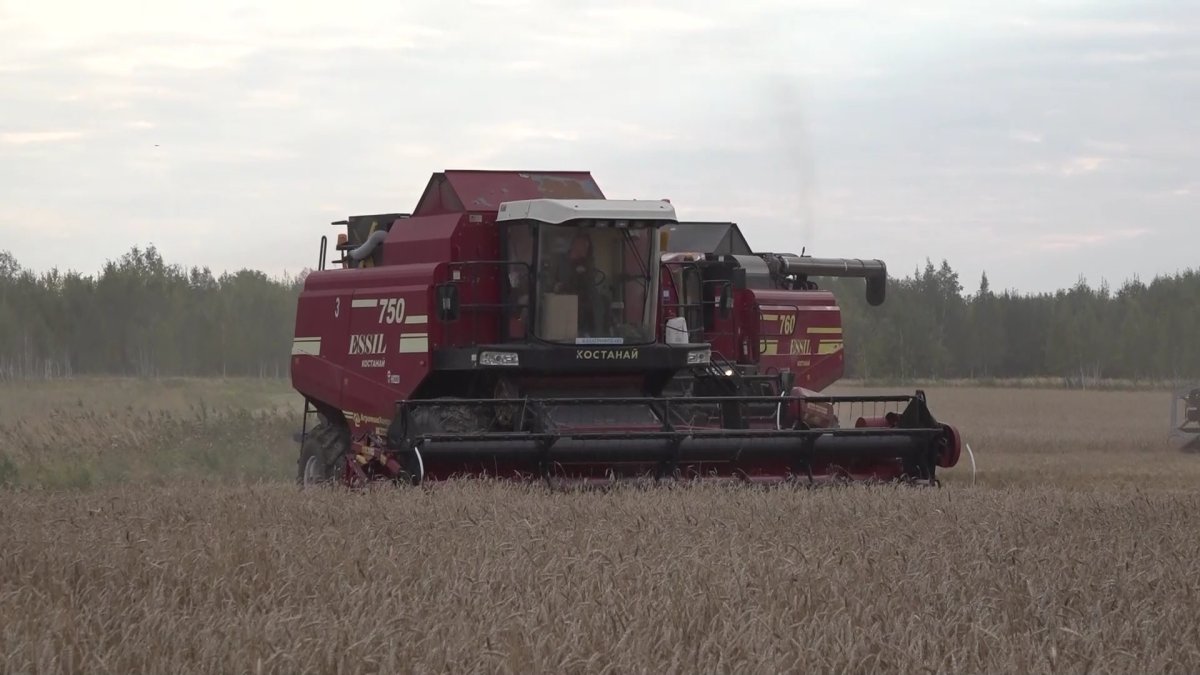 Қызылжарда  егін ору жұмыстары кешеуілдеп жатыр