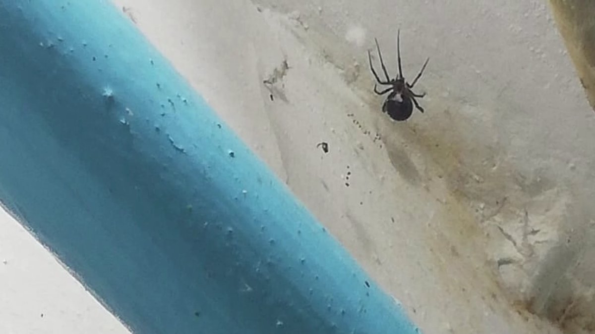 На нашествие тарантулов  пожаловались жители Уральска