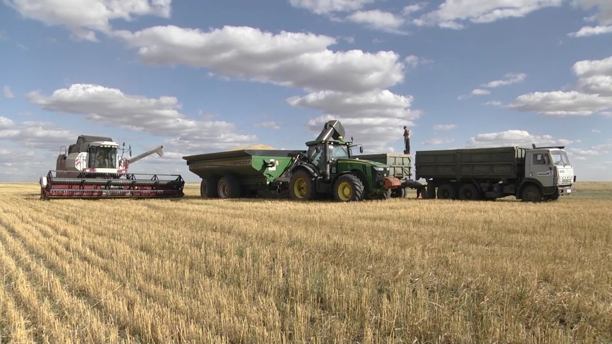 Павлодар облысында астық ору науқаны кешеуілдеп жатыр