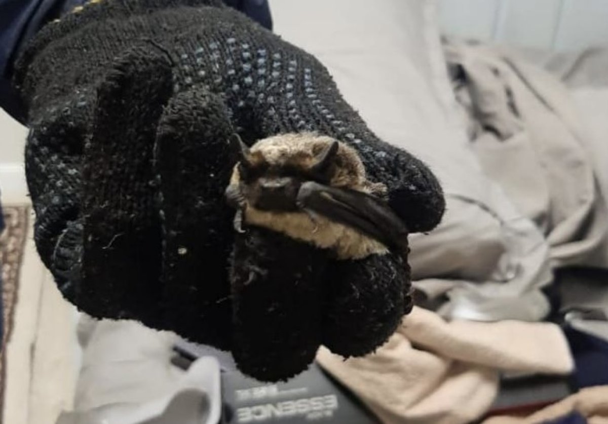 Необычное спасение: зверь ворвался в квартиру карагандинки