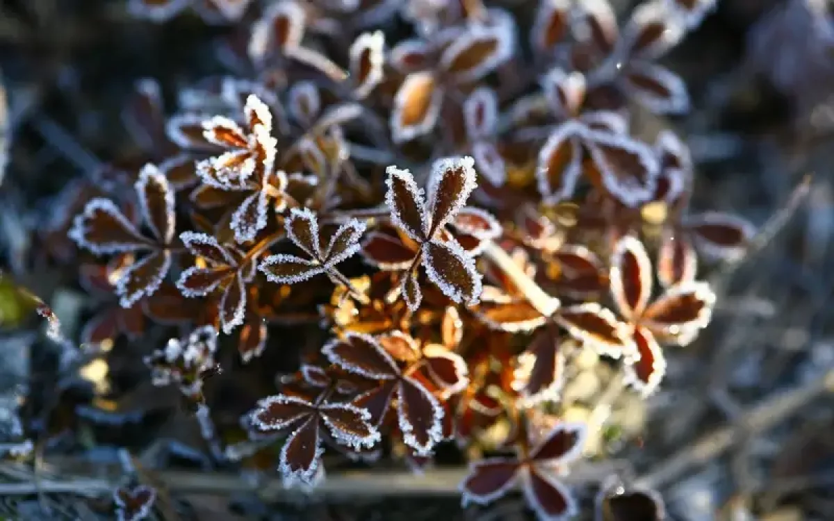 Бүгін бірқатар өңірде үсік жүріп, шаңды дауыл тұрады