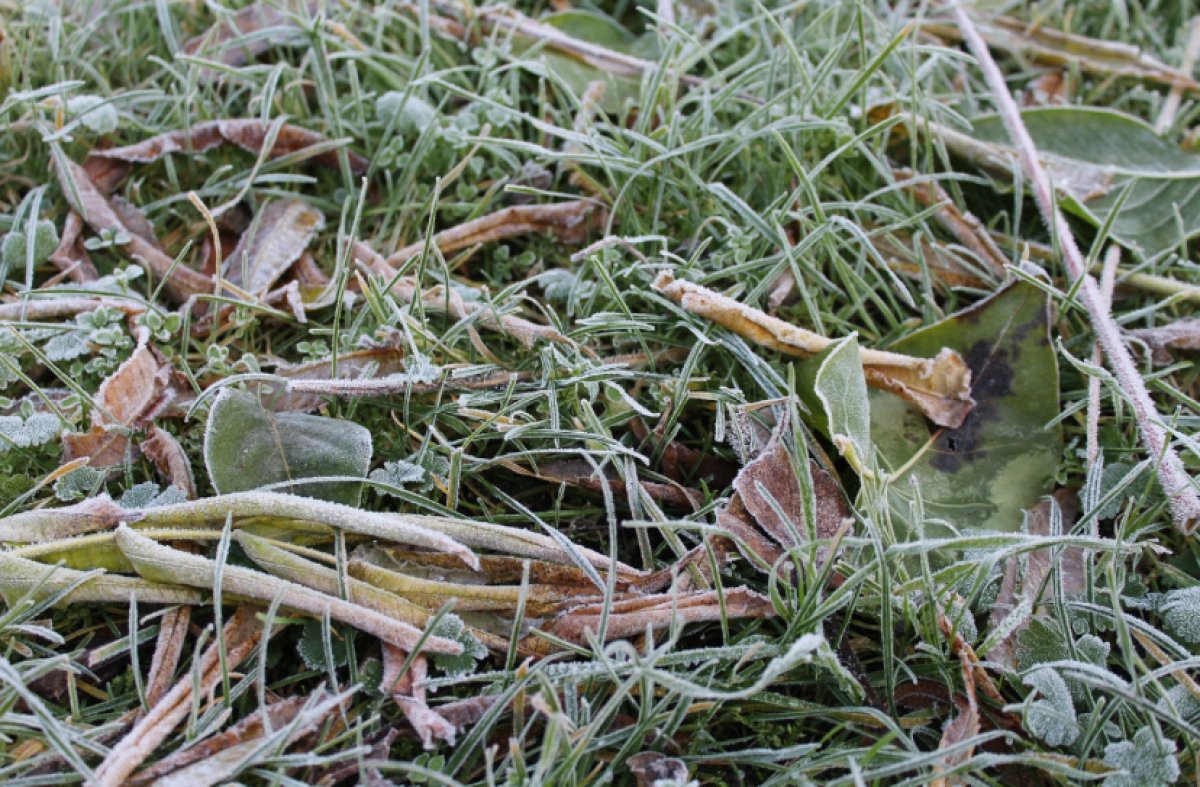 Заморозки до -6°С ожидаются в восьми областях Казахстана в среду, 18 сентября