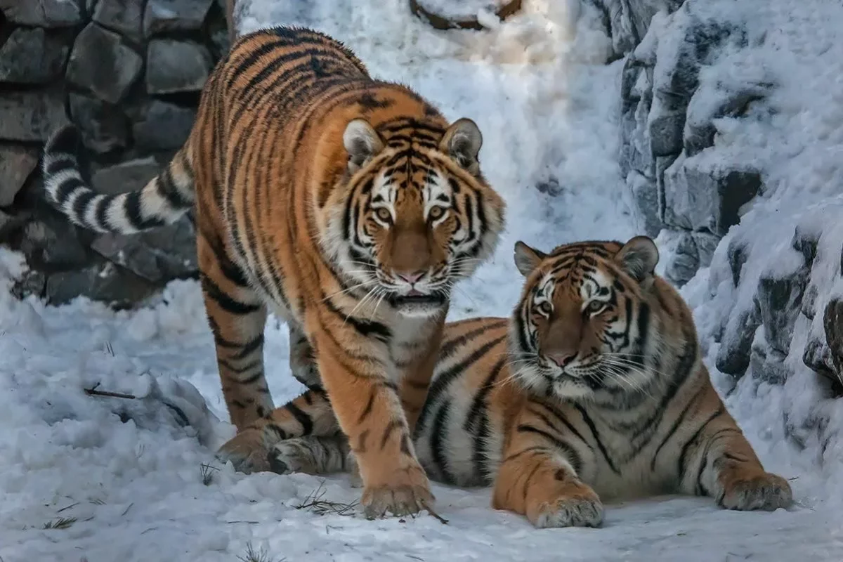 Двух амурских тигров привезут в Казахстан на днях для Иле-Балхашского резервата