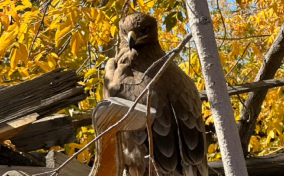 Дикий беркут нападал на кур в Караганде