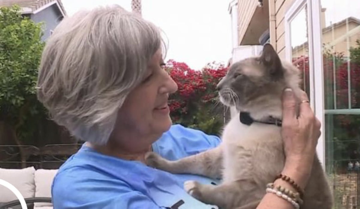 Кошка прошла почти 1500 км и вернулась домой в США