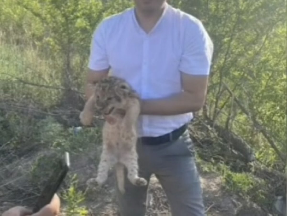 Скандал вокруг продажи львят в Караганде: редких зверей оценили по стоимости кошки