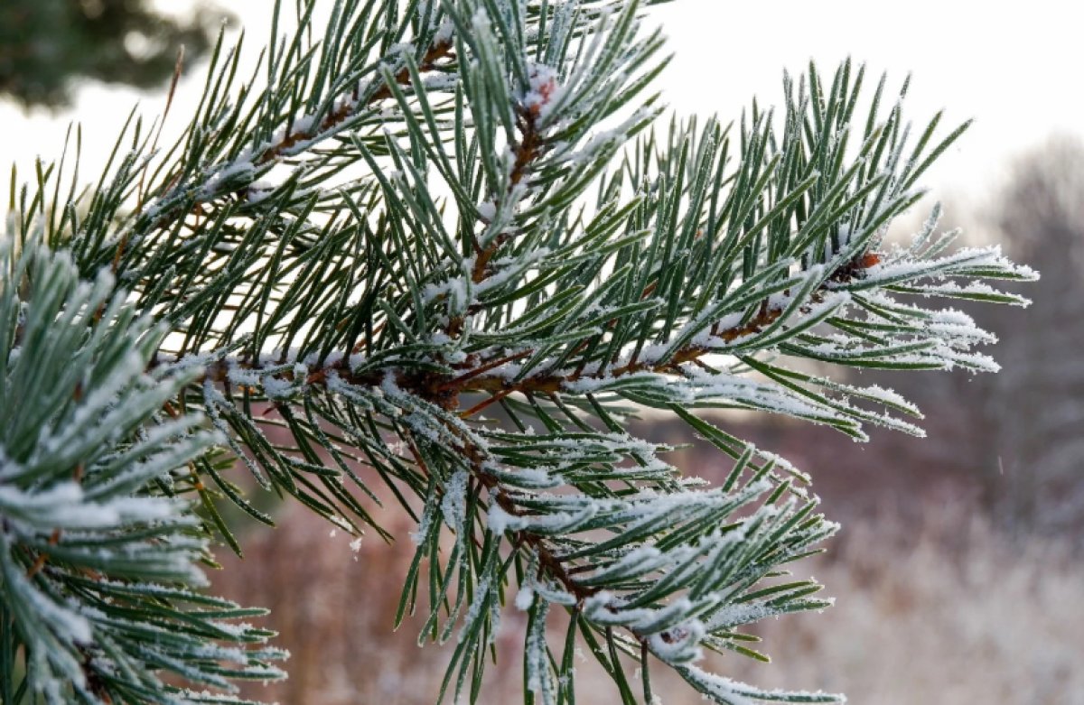 До 2 градусов мороза ожидается в мегаполисах Казахстана во вторник, 24 сентября