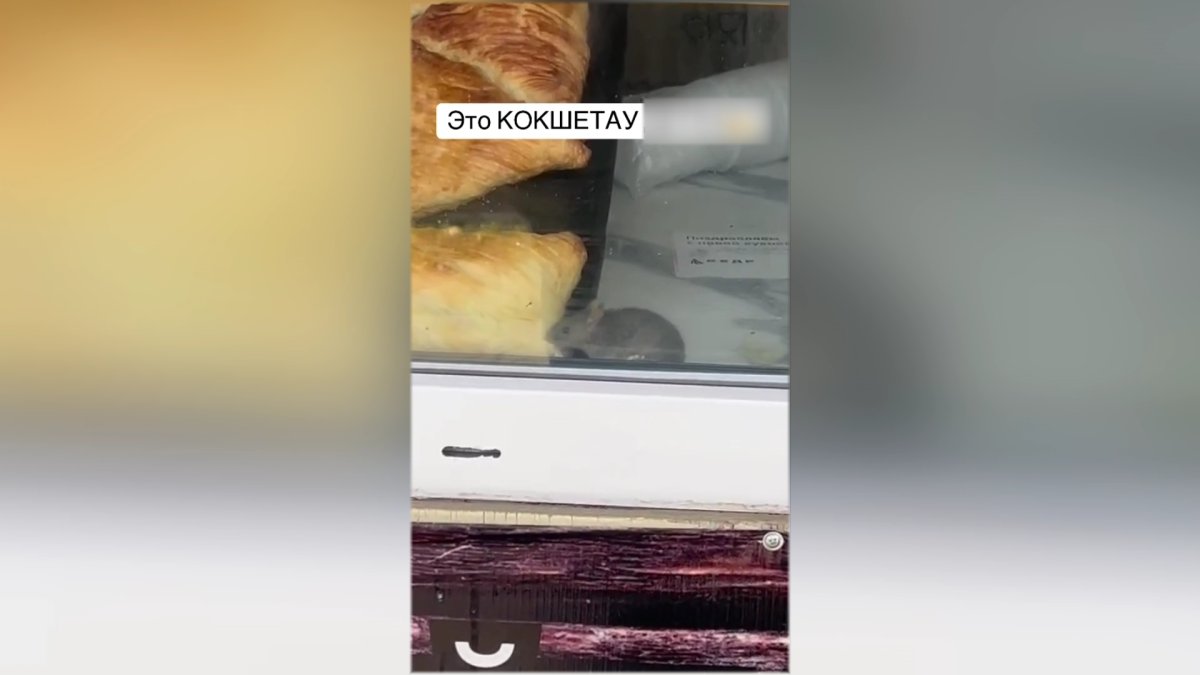 Көкшетаудағы дүңгіршектердің бірінен тышқанның самса жеп жүрген видеосы тарады