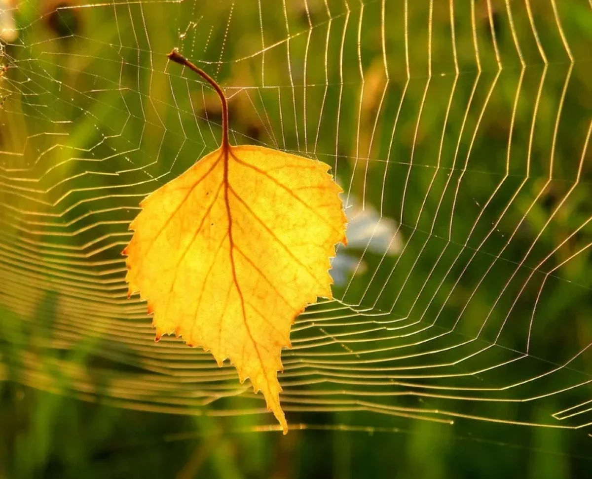Бабье лето в октябре? Прогноз синоптиков