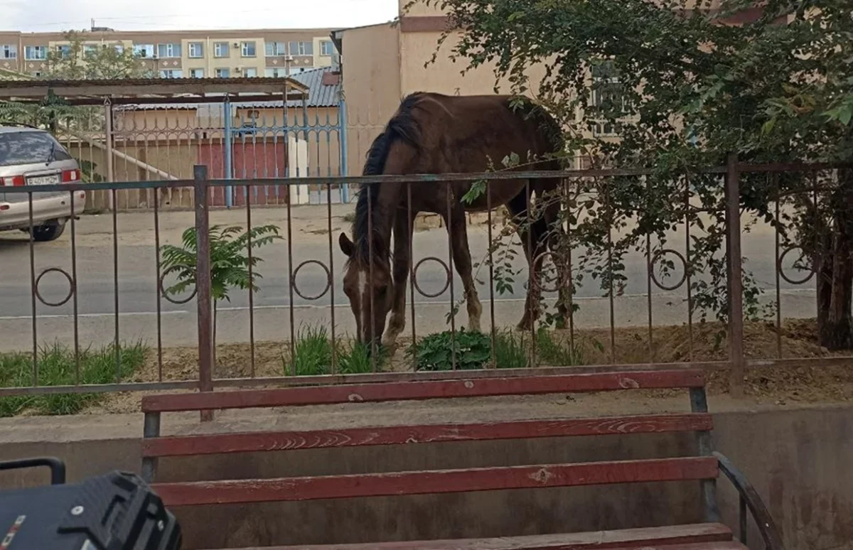 Окраины Актау облюбовали лошади: жители требуют вмешательства властей
