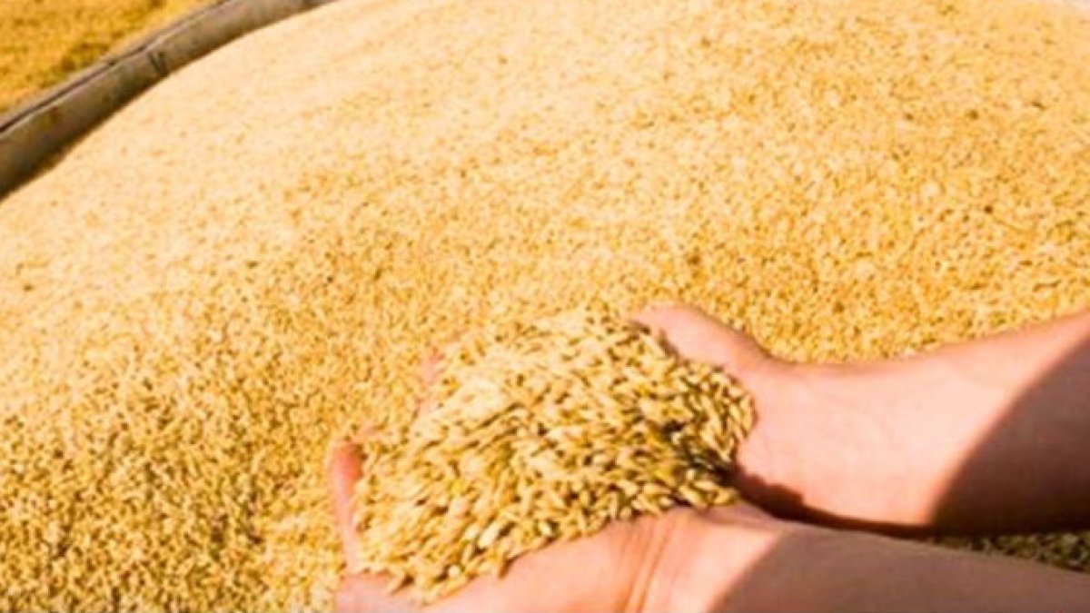 Қазақстанға контрабандамен 251 тонна ресейлік бидай әкелуге тырысқан