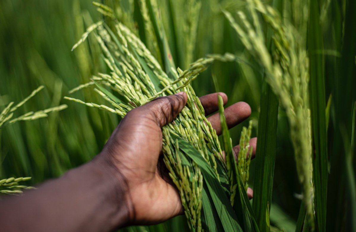 В Казахстане прогнозируют рост урожайности риса наполовину