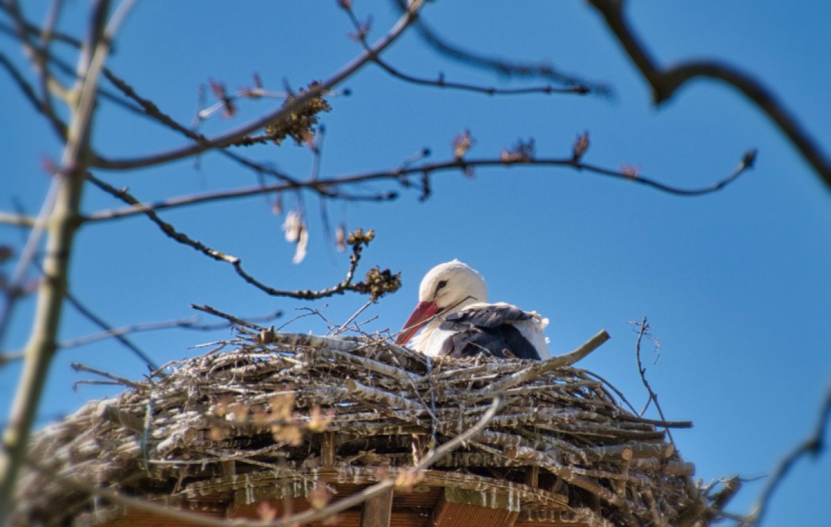 До 10 градусов тепла в мегаполисах Казахстана прогнозируют синоптики в воскресенье, 12 января