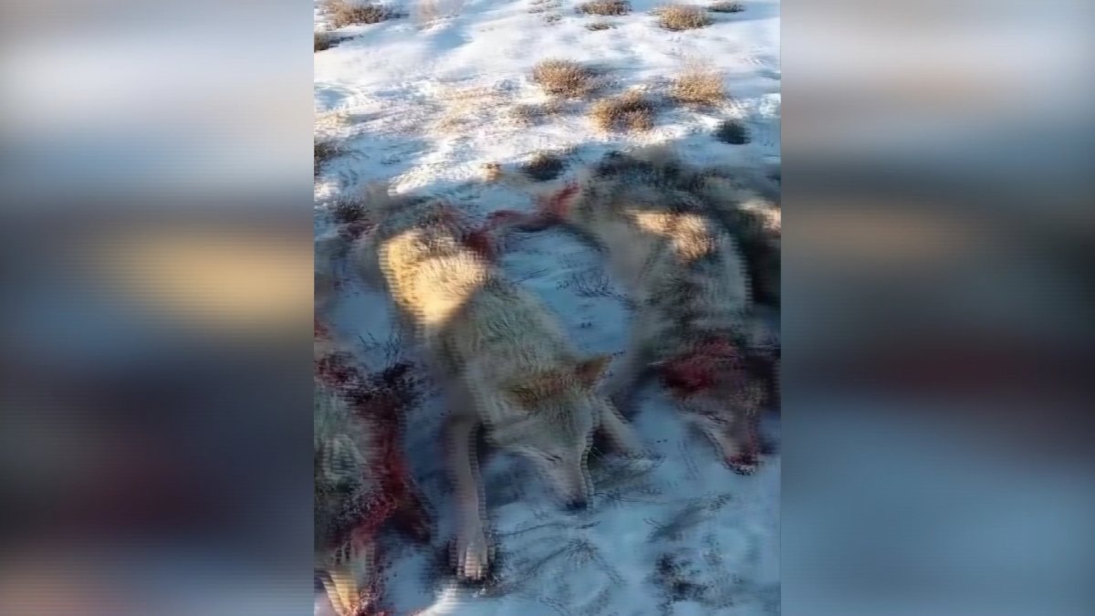 Ақтөбе облысында малға қасқыр шапты