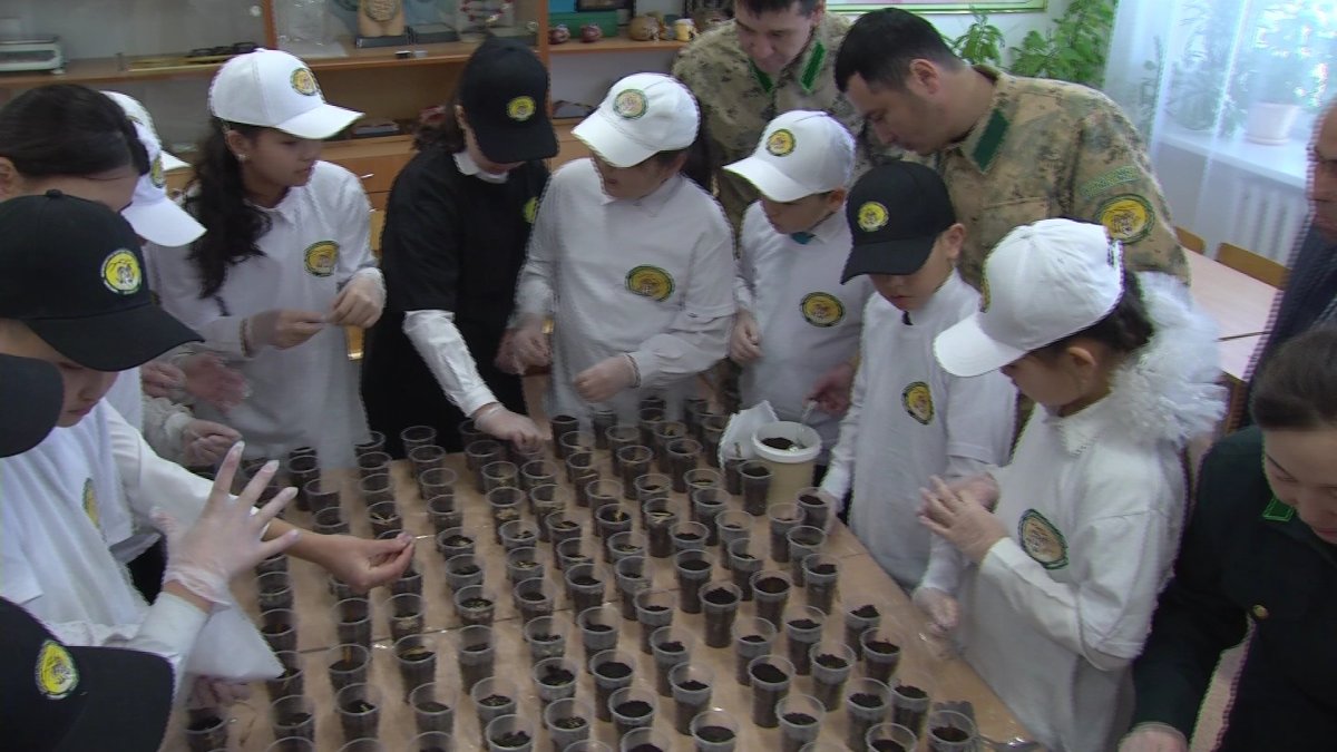 Семена 800 деревьев посадили школьники в Акмолинской области в рамках экоакции «Таза Казахстан»